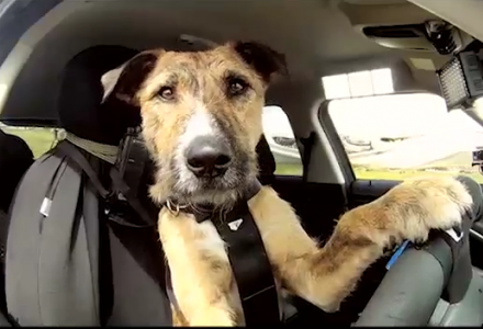 SPCA & BMW "Driving Dogs"