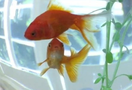 Gold Fish