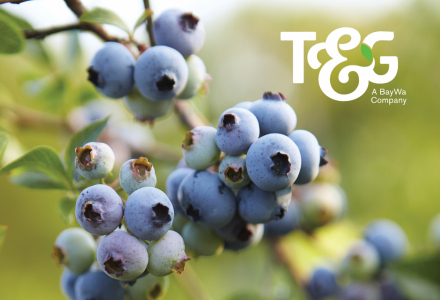 T&G Global Annual Report