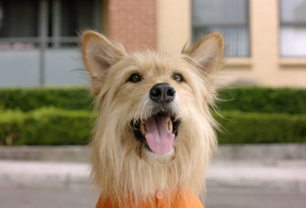 Bankwest Animal Pay