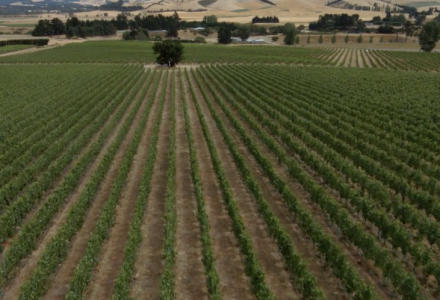 North Canterbury Foraging