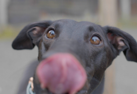 Telstra International Dog Day 2019