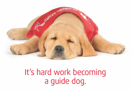 Guide Dog Appeal
