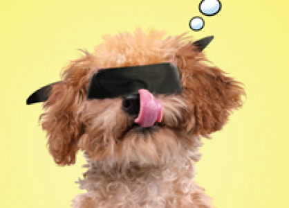 ZOE0064 Simparica Every SMALL dogs favourite 210x297 Poster AW HR2