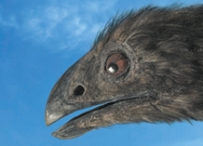 Moa 100dpi